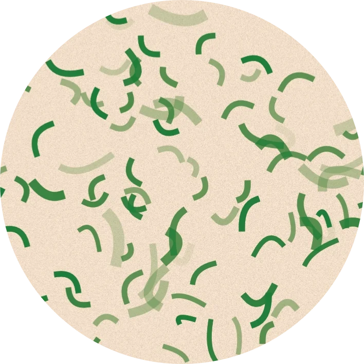 Palak Bianco